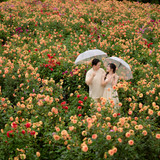 Hayes Studio PRE 2233