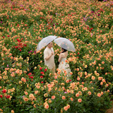 Hayes Studio PRE 2231