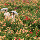 Hayes Studio PRE 2192