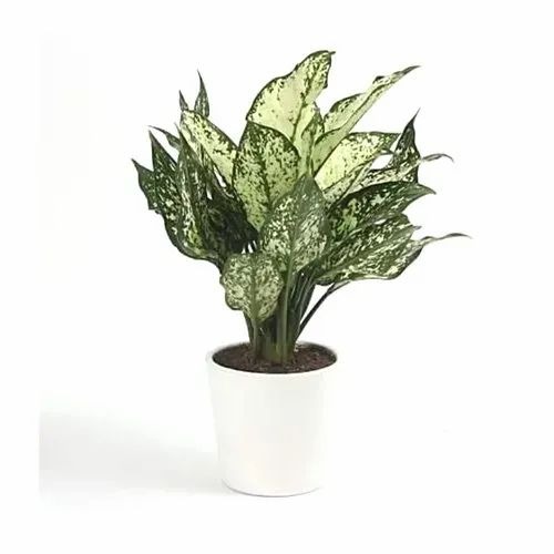 snow white plant 500x500.jpg