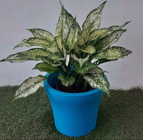aglaonema snow white plant.jpg