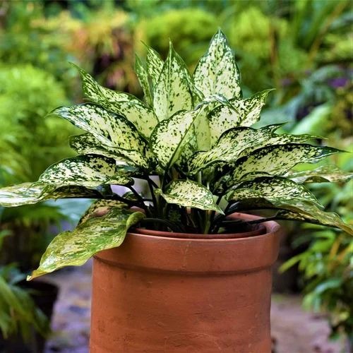 snow white plant 500x500 (1).jpg