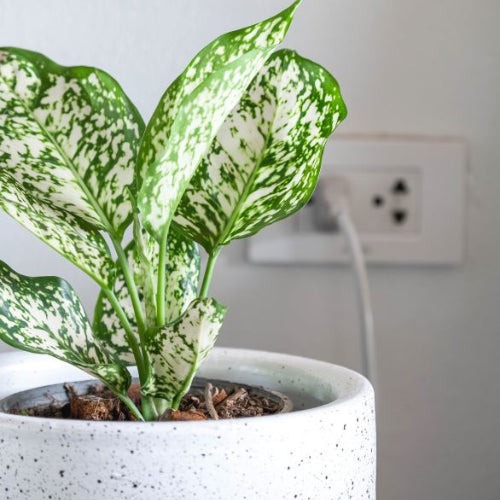 Aglaonema Snow White Plant (1).jpg