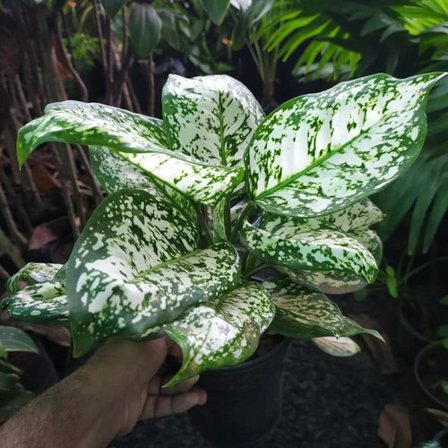 aglaonemasnowwhiteindoor outdoor.jpg