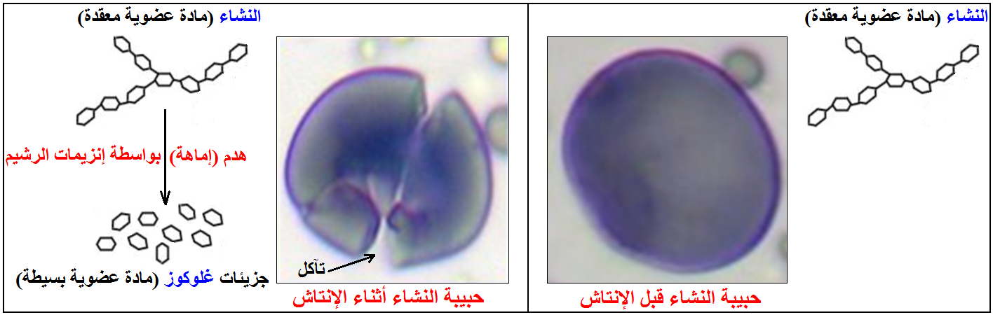 الوثيقة 9
