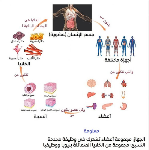 مخطط من الخلية إلى العضوية.jpg