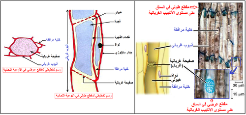 الوثيقة 3.png