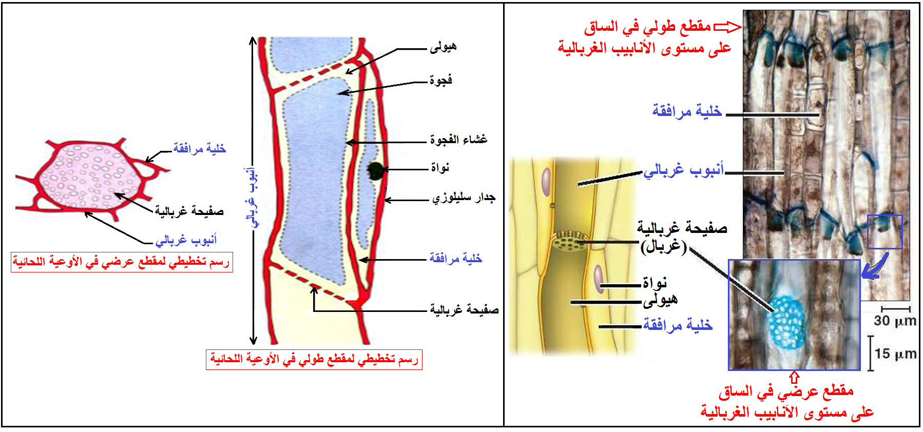 الوثيقة 9