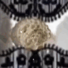 VideoCook 20251021 042046033