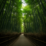 Kyoto on a Budget: Explore the Bamboo Forest image 1 1024x1024
