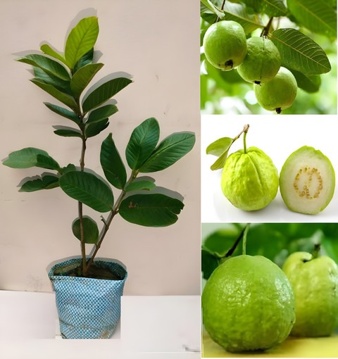 no perennial yes exotic allhabad.jpg