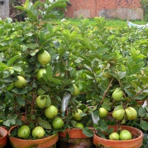 guava plants pack of 1 1 ugaloo.jpg