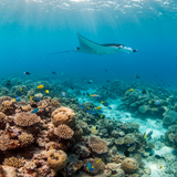 Maldives Dream Honeymoon image 5 1152x896