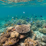 Bali Islands: Dive &amp; Explore image 4 896x1152