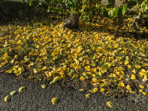 IMG 20251020 152001.jpg