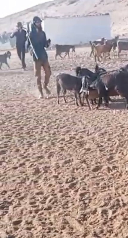 في مشهد أصبح بشكل يومي .. قطعان المستوطنين يطلقون مواشيهم بين مساكن الأهالي في قرية شلال العوجا شمال مدينة أريحا....