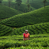 Colombo &amp; Hill Country Explorer image 5 1152x896