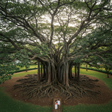 Colombo &amp; Hill Country Explorer image 4 896x1152