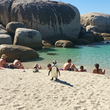 Cape Town Wine &amp; Wonders image 4 896x1152