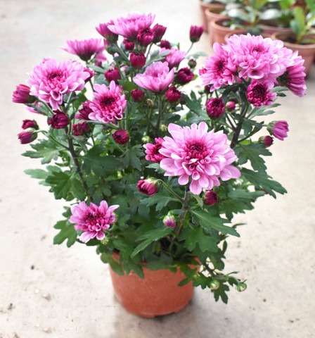 no perennial yes pink chandramal.jpg