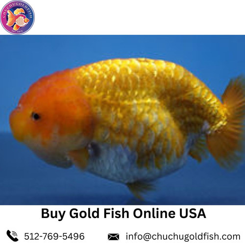 Buy Gold Fish Online USA.jpg