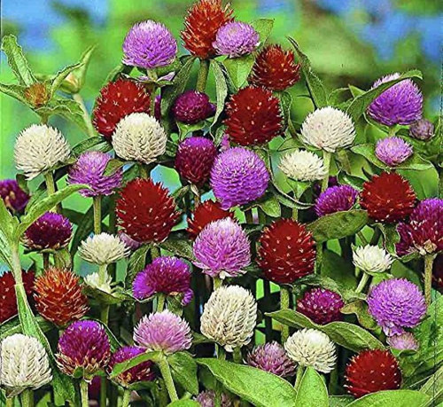 50 gomphrena f1 mix color hybrid.jpg