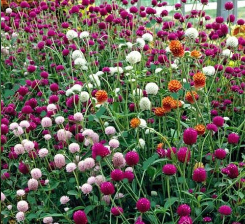 50 gomphrena f1 mix color hybrid (1).jpg