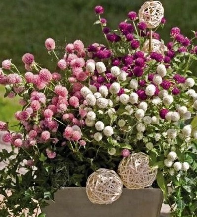 gomphrena buddy mix 500x500.jpg