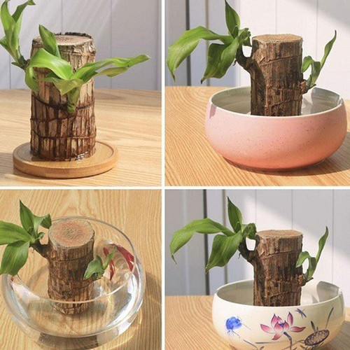 1 brazillian wood plant farm clu.jpg