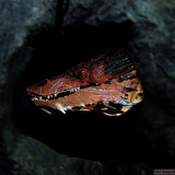 001 Smaug the Terrible repainted