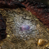 012 smaug02593kbf