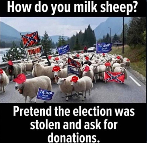 Milk Sheep