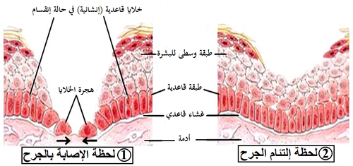 الوثيقة 7.png