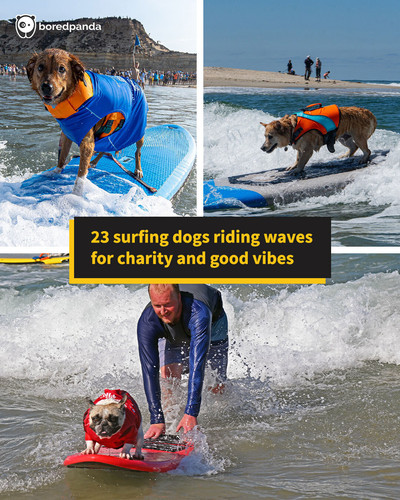 surf dog surf a thon helen woodward animal center.jpg