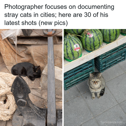 cats in cities photography marcel heijnen part 3.png