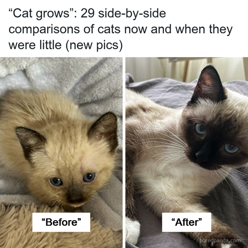 kittens before after grow up cat grows part 7.png