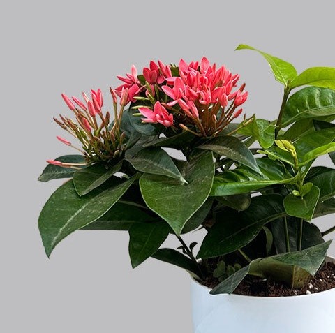 Ixora0 d8d66545 fb24 4ec6 8456 b.jpg