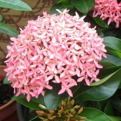 no perennial yes ixora rongona j.jpg