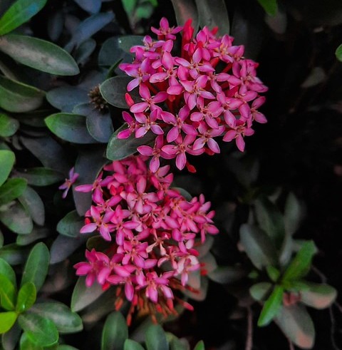 no perennial yes trothic ixora c.jpg