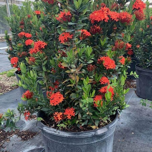 il fullxfull.6145198620 s73m.jpg