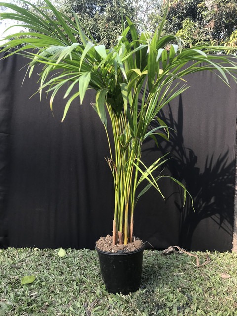 no annual no areca palm medium 1.jpg