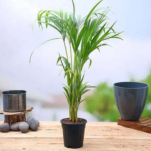 no perennial yes china palm arec.jpg