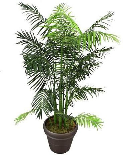 a perfect areca houseplants 010.jpg