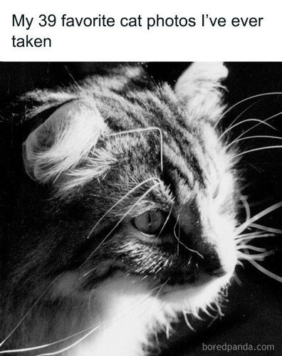 my cat portraits.jpg