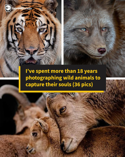 wildlife photography goran anastasovski.jpg