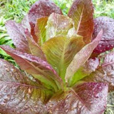 71Ma4TQ5cVS. AC SL1500 