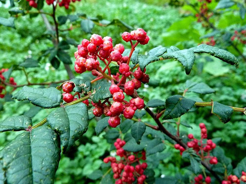 71LMG1ovF8L. AC SL1001 .jpg