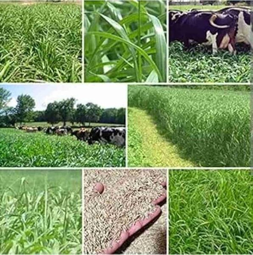 500 malai makhan grass seeds 500.jpg