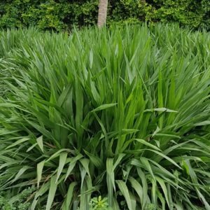 Indonesian bahubali Smart Napier.jpg