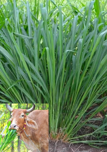 71c5SzKfPZL. AC UF1000,1000 QL80.jpg